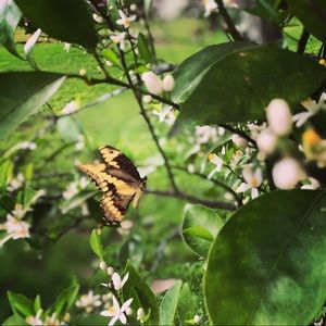 Meet your Posher, Cara